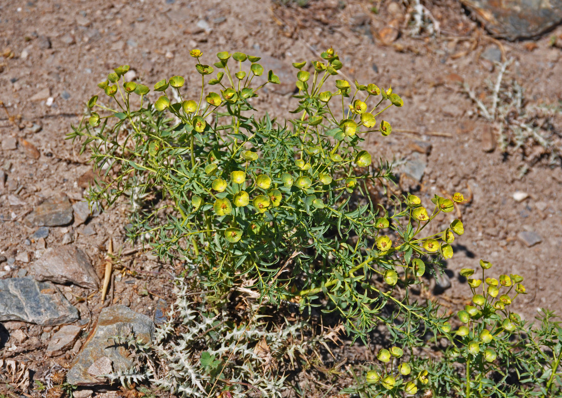 Image of Euphorbia pamirica specimen.