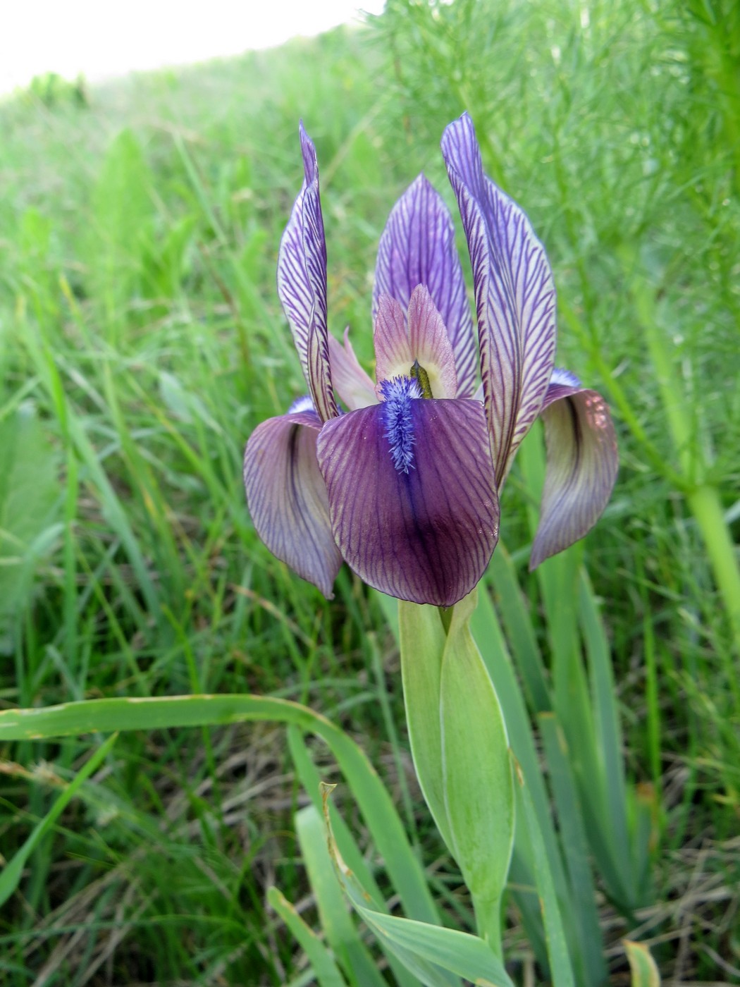 Изображение особи Iris lineata.