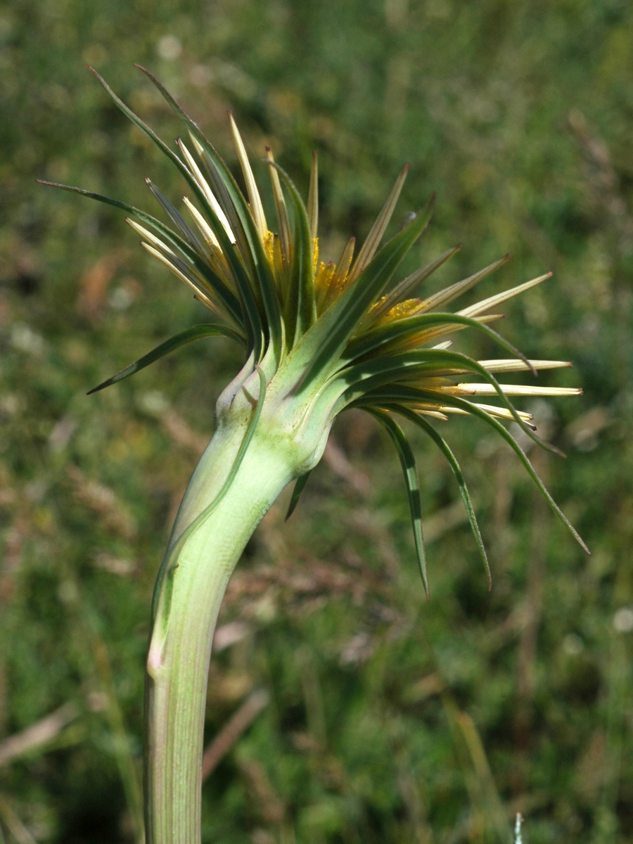 Image of Tragopogon capitatus specimen.