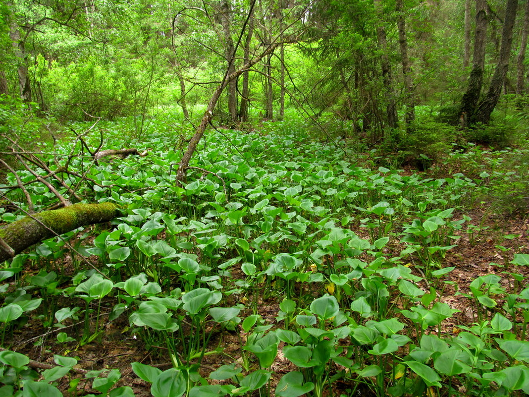 Image of Calla palustris specimen.