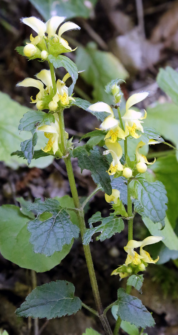 Изображение особи Galeobdolon caucasicum.