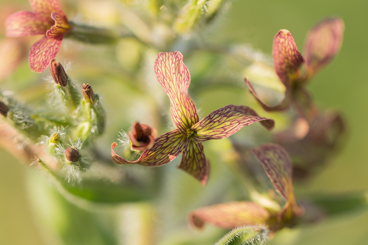 Image of Hesperis tristis specimen.