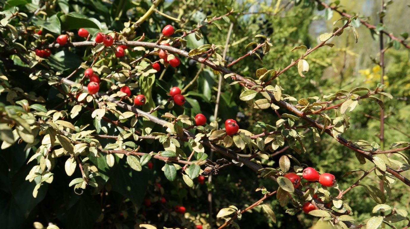 Image of Cotoneaster dammeri var. radicans specimen.