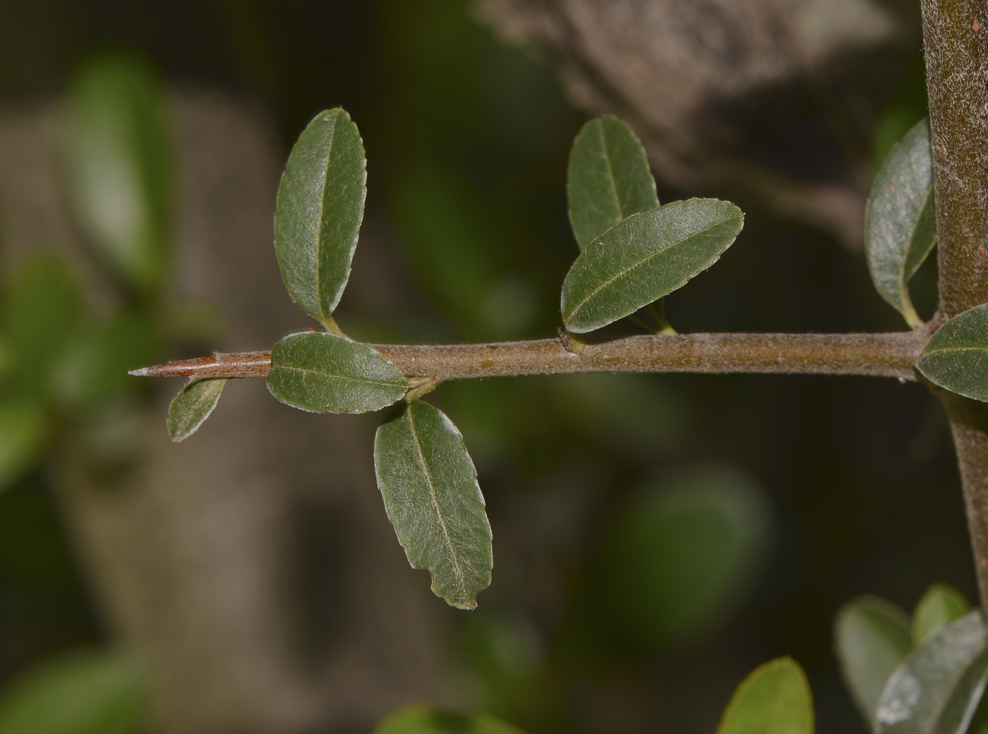 Image of Pyracantha rogersiana specimen.