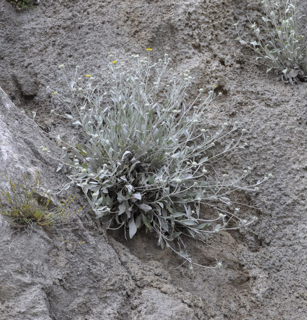 Image of Inula verbascifolia specimen.