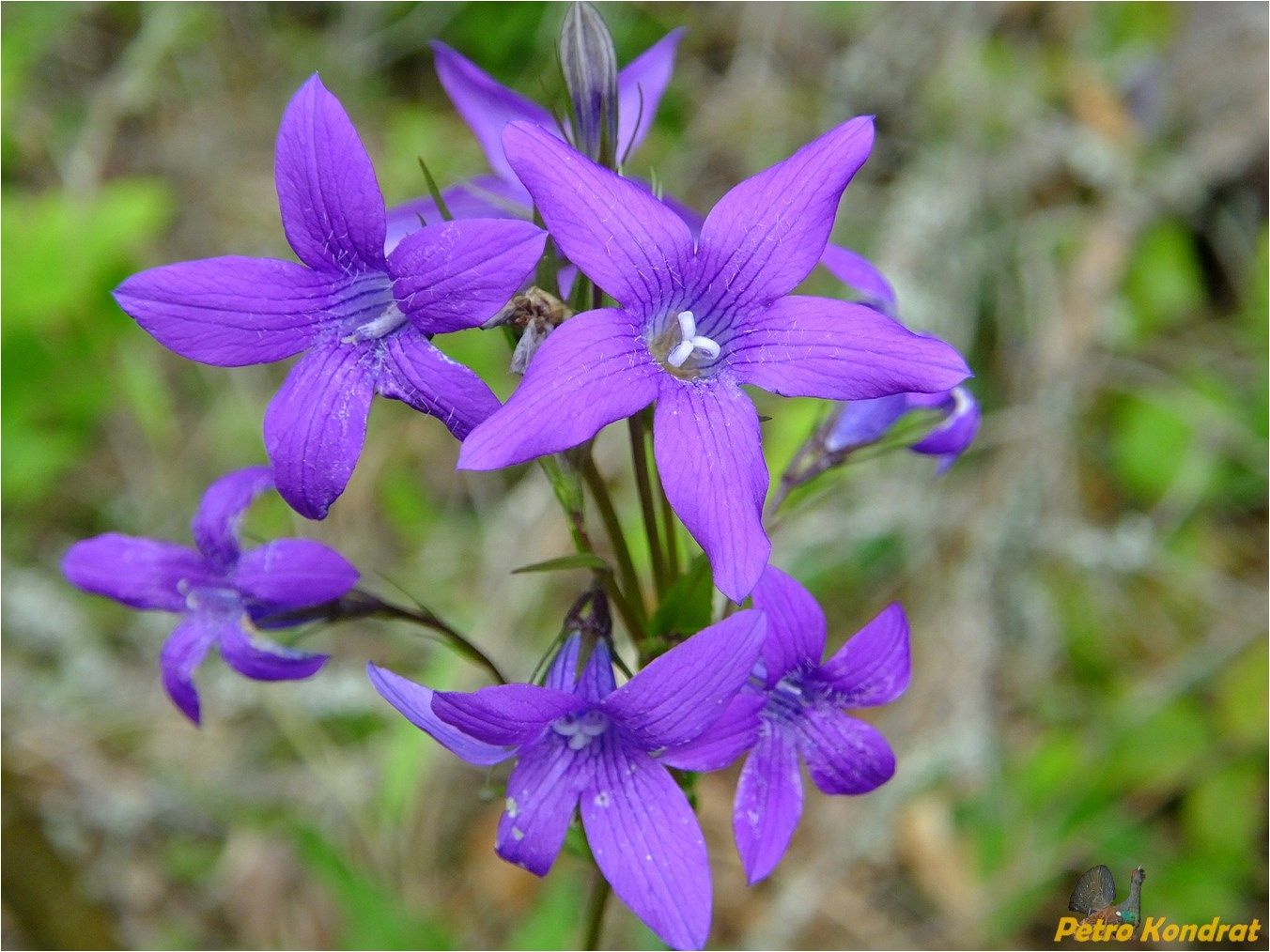 Image of Campanula patula specimen.