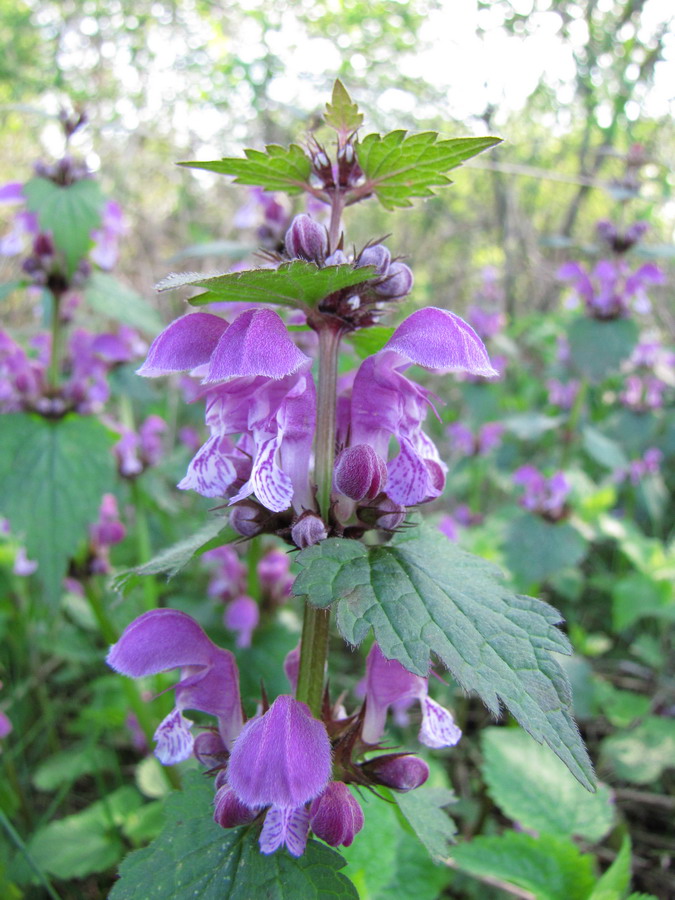 Изображение особи Lamium maculatum.