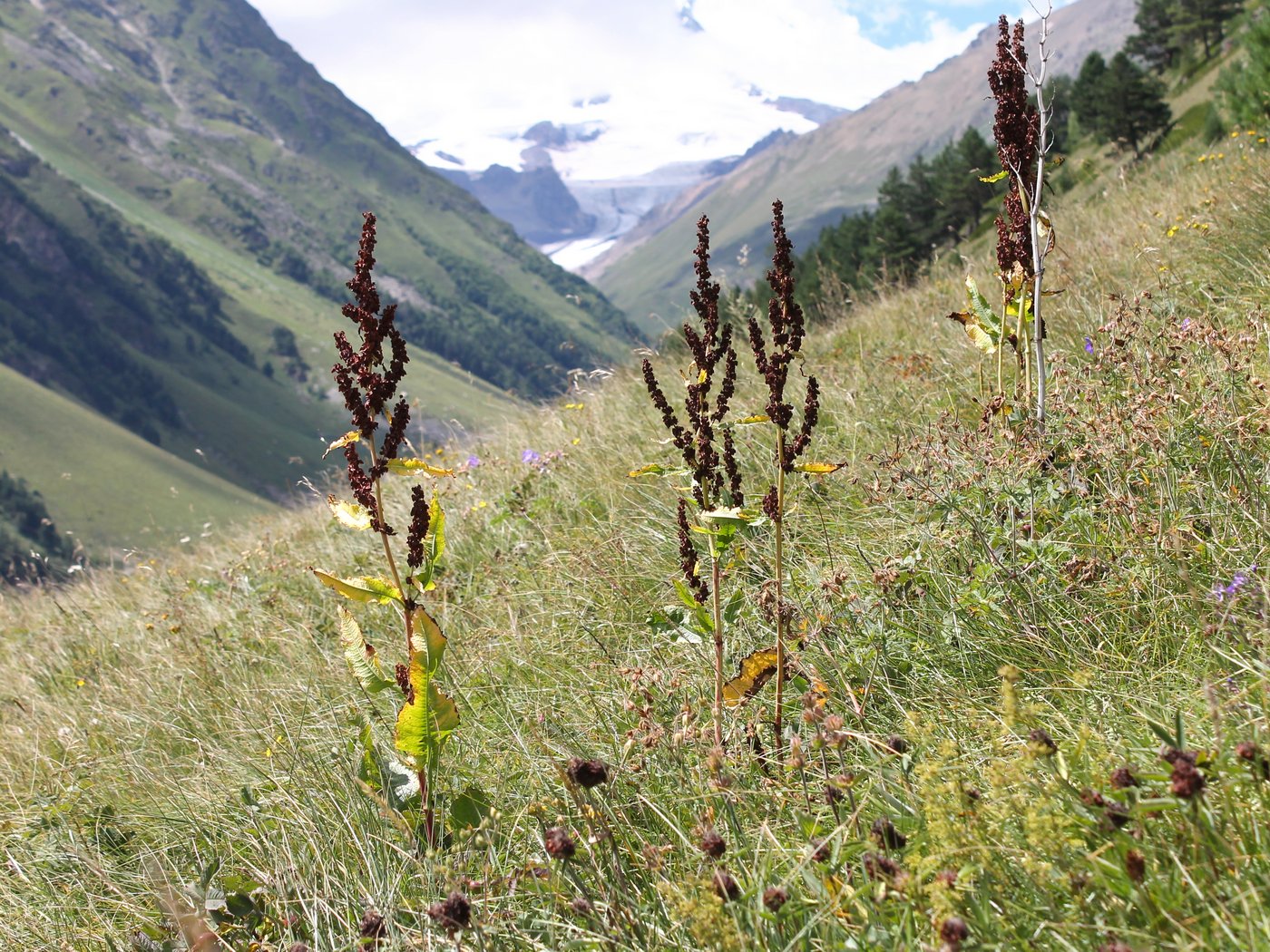 Image of Rumex longifolius specimen.