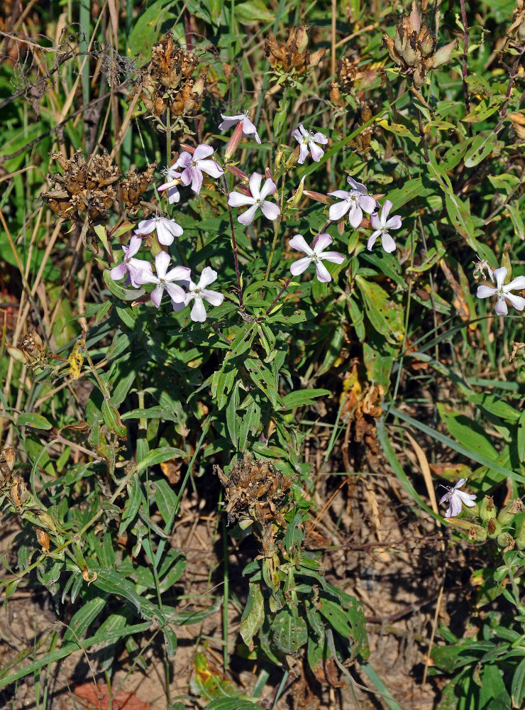 Image of Saponaria officinalis specimen.