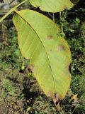 Juglans regia. Часть листа с поражениями грибом Ophiognomonia leptostyla (вид снизу). Краснодарский край, Абинский р-н, ст. Холмская, у жилья. 28.10.2018.