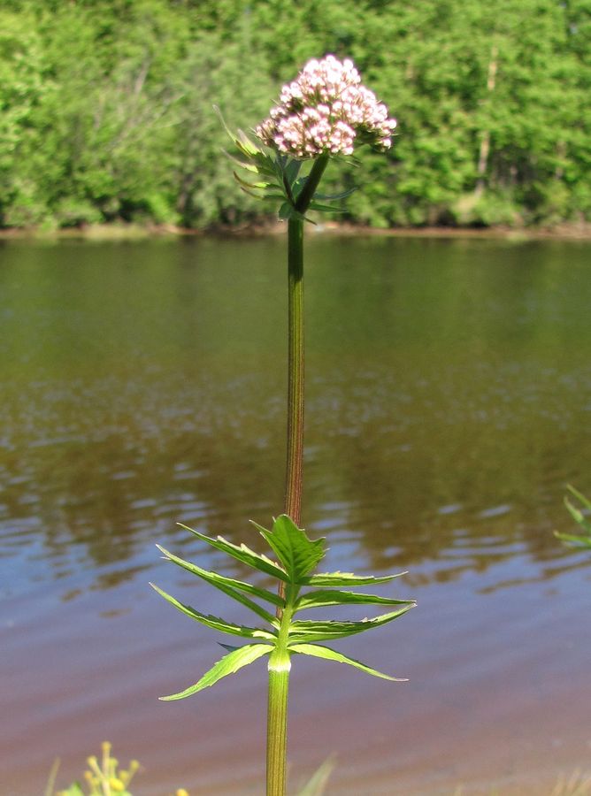 Image of Valeriana wolgensis specimen.