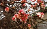 Viburnum farreri