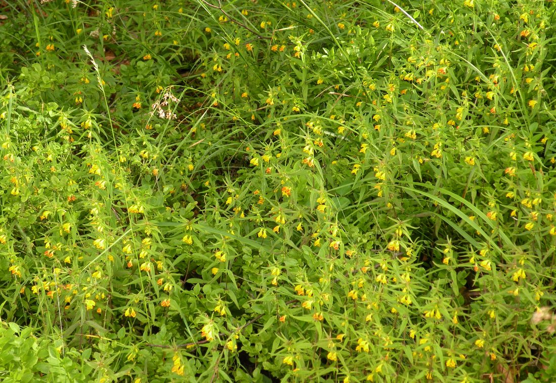 Image of Melampyrum herbichii specimen.