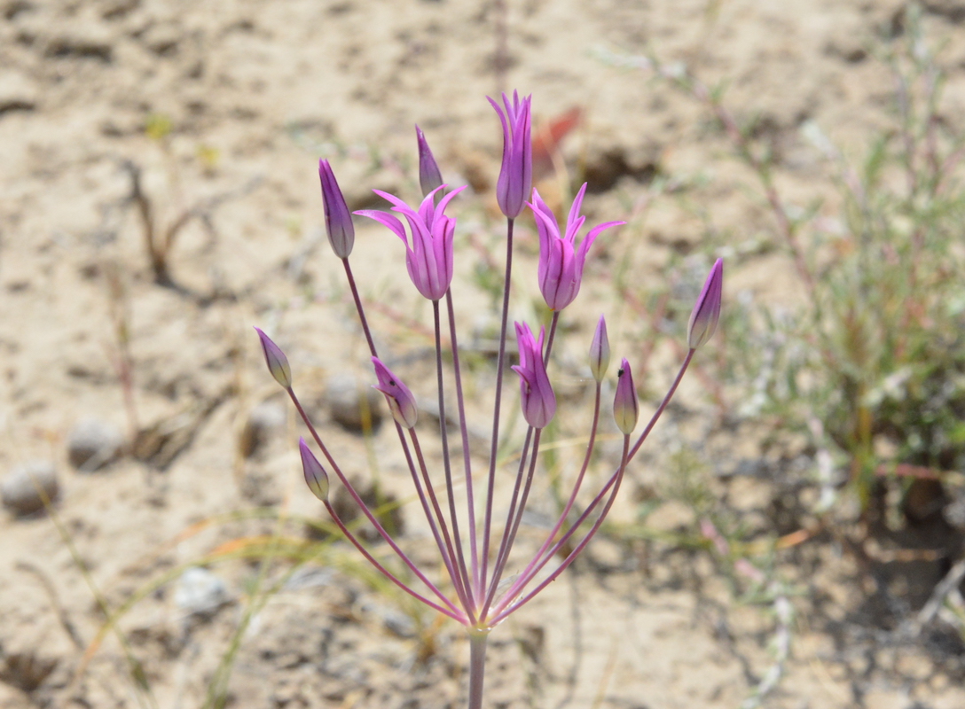 Image of Allium iliense specimen.