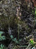 Thalictrum alpinum