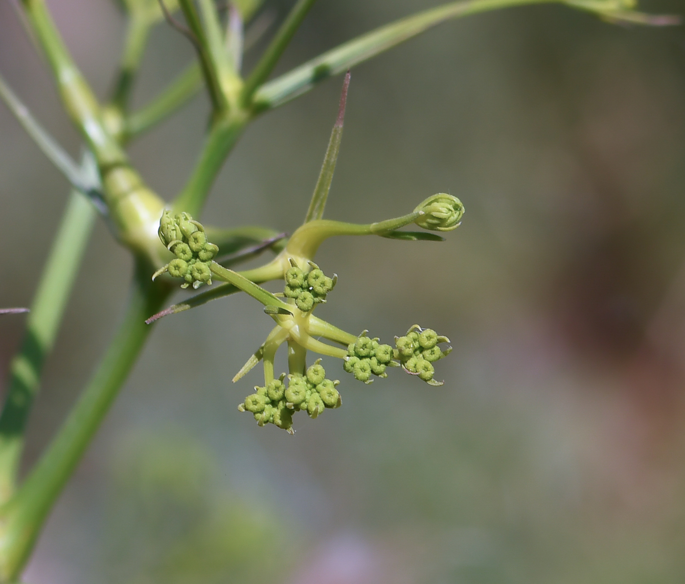 Image of Bilacunaria boissieri specimen.