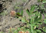 genus Crataegus. Часть ветви с плодом и листьями, поражёнными ржавчинным грибом. Дагестан, Унцукульский р-н, долина Ирганайского вдхр., ок. 800-900 м н.у.м., каменистый склон. 03.06.2019.