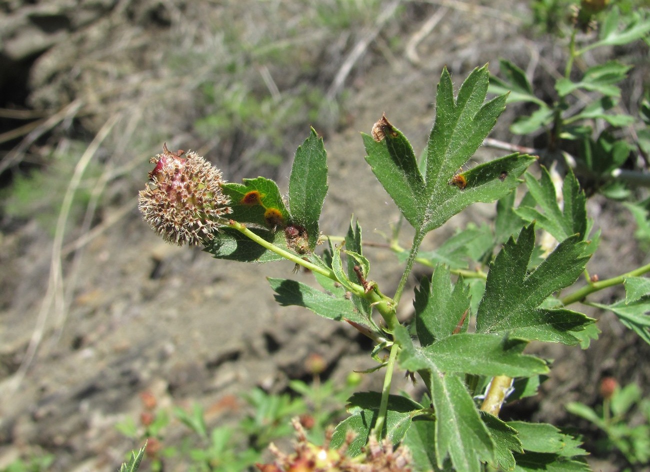 Image of genus Crataegus specimen.