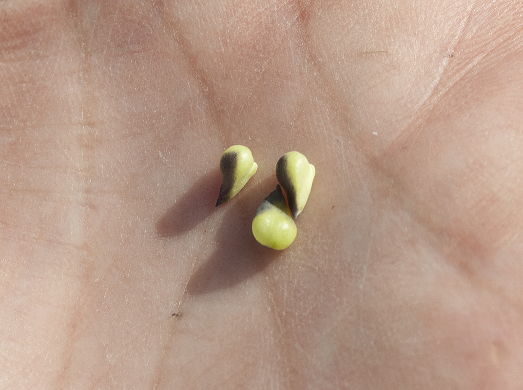 Image of Mertensia maritima specimen.