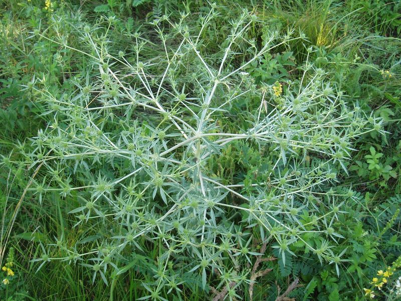 Изображение особи Eryngium campestre.