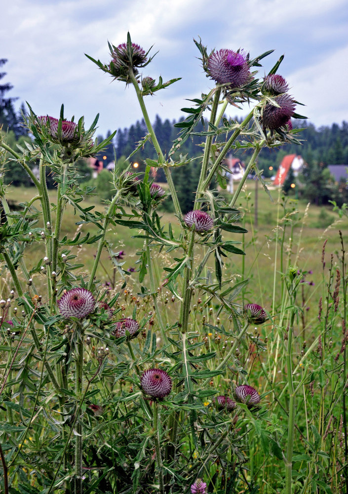 Изображение особи Cirsium ligulare.