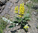 Phlomoides baldschuanica