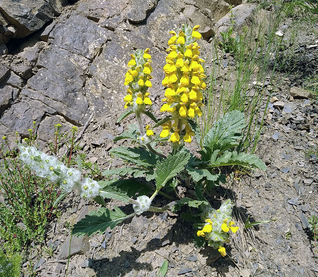 Image of Phlomoides baldschuanica specimen.