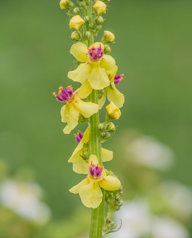 Image of Verbascum nigrum specimen.