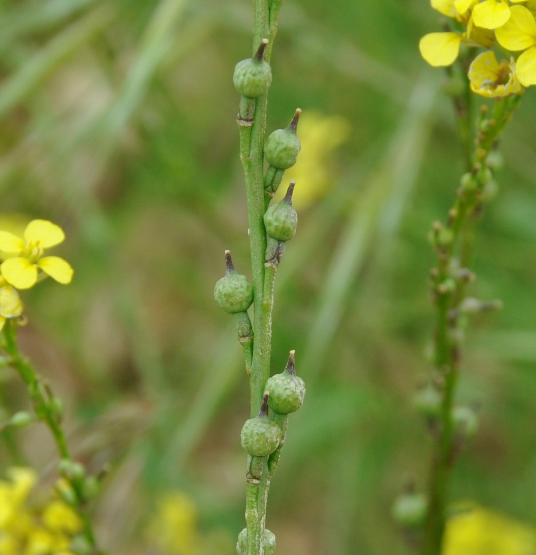 Image of Rapistrum rugosum specimen.