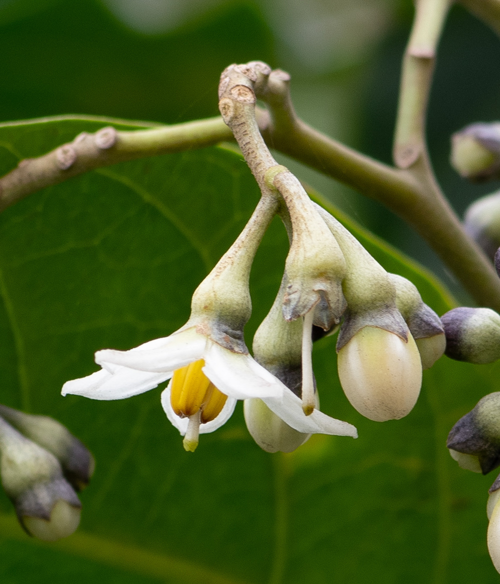 Изображение особи Solanum sessile.