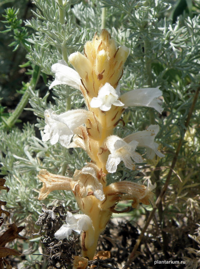 Image of Phelipanche caesia specimen.