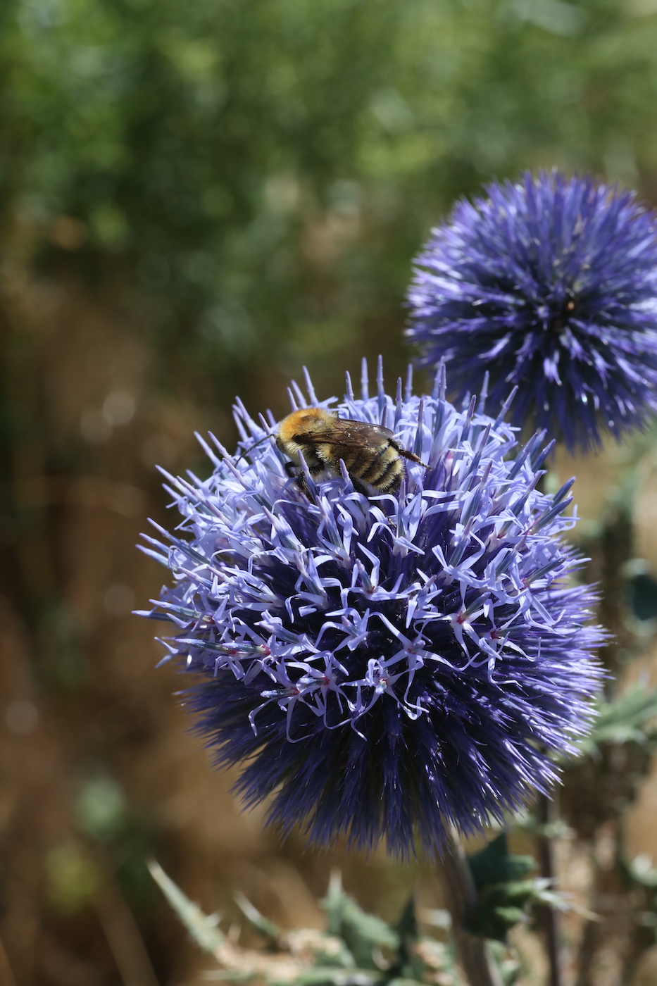 Image of Echinops chantavicus specimen.