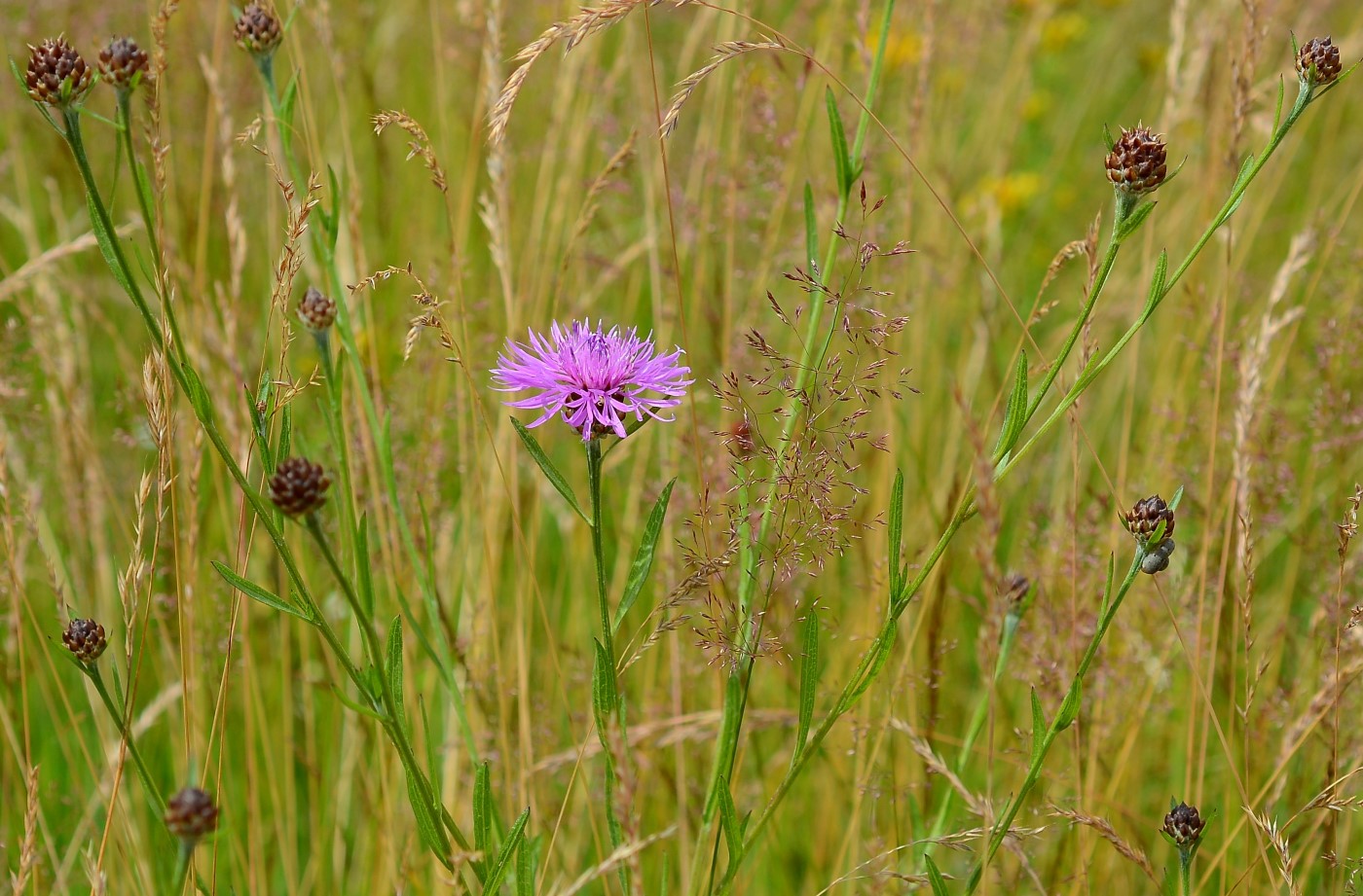 Изображение особи род Centaurea.