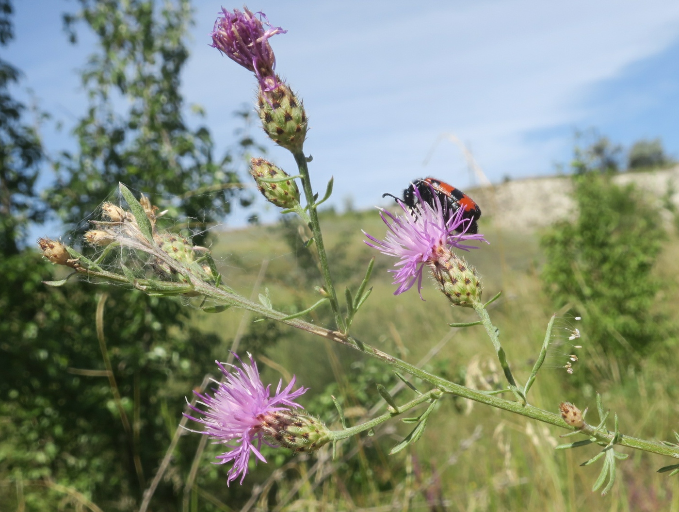 Image of Centaurea biebersteinii specimen.