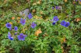 Geranium gymnocaulon