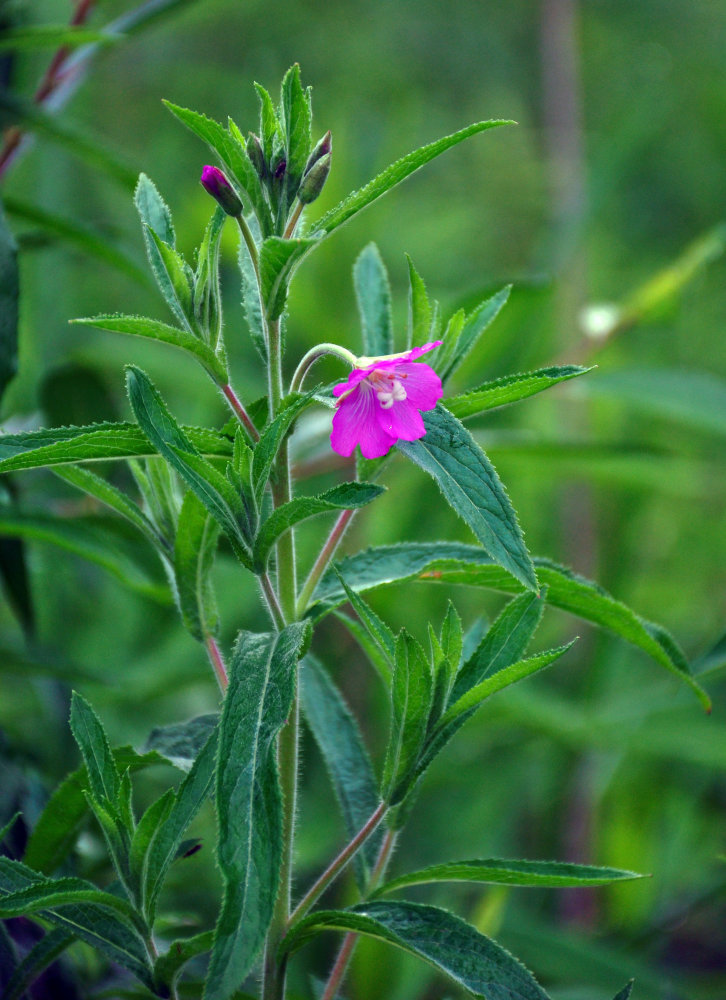 Изображение особи Epilobium hirsutum.