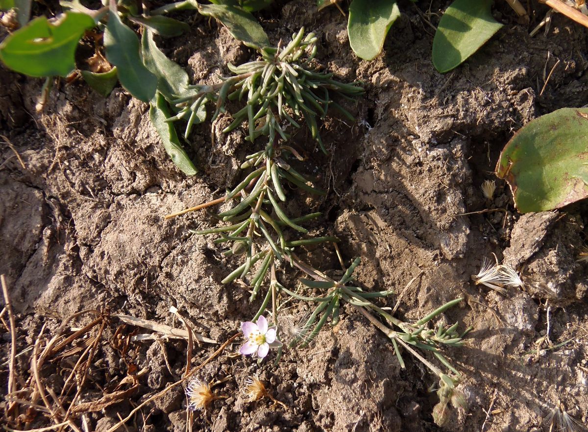 Image of Spergularia rubra specimen.