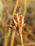 Rhynchospora alba. Соплодие. Окр. Архангельска, болото. 11.09.2010.