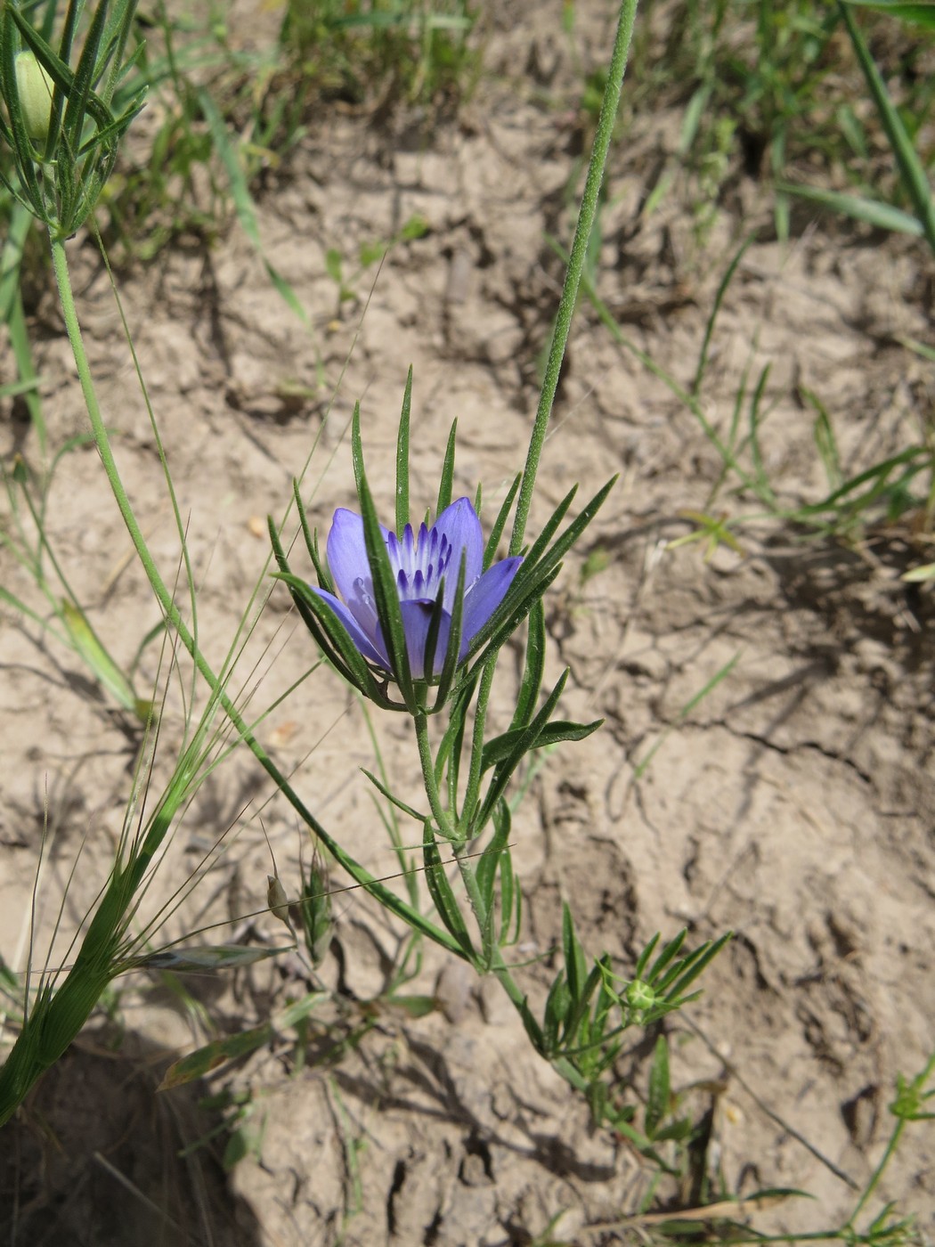 Изображение особи Nigella bucharica.