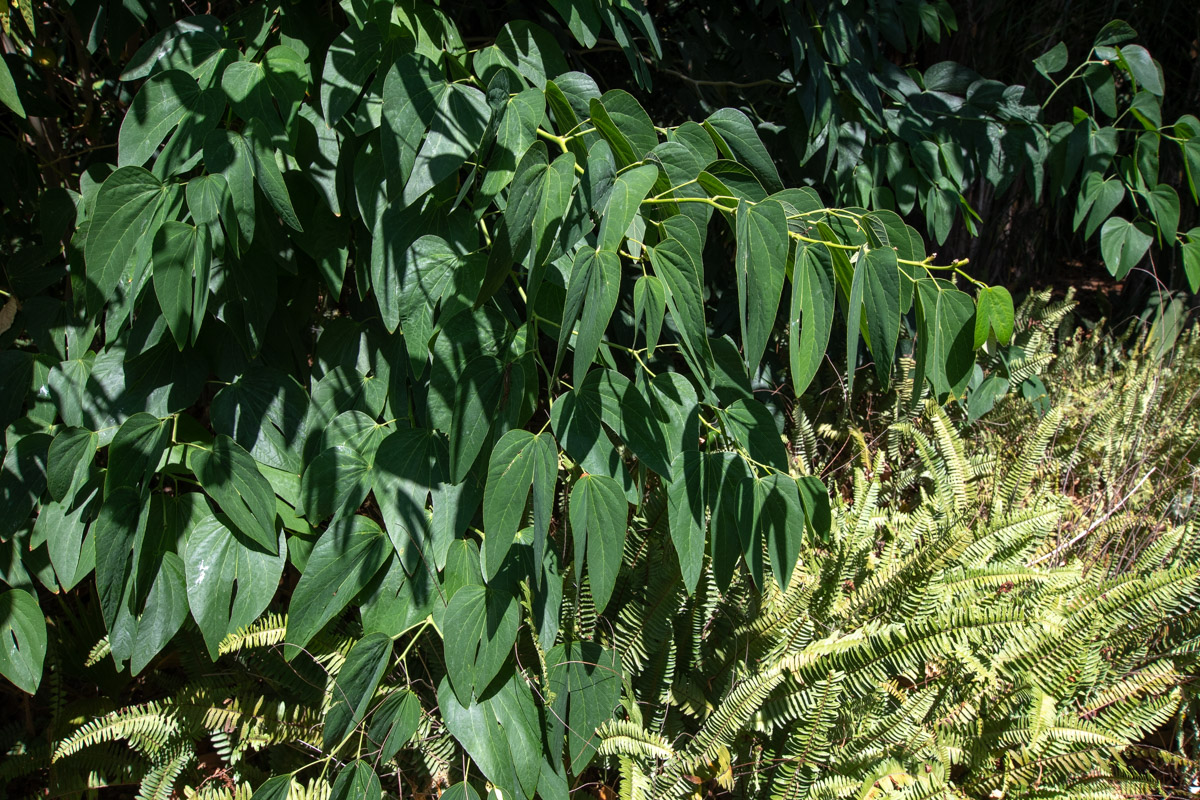 Image of Bauhinia bowkeri specimen.