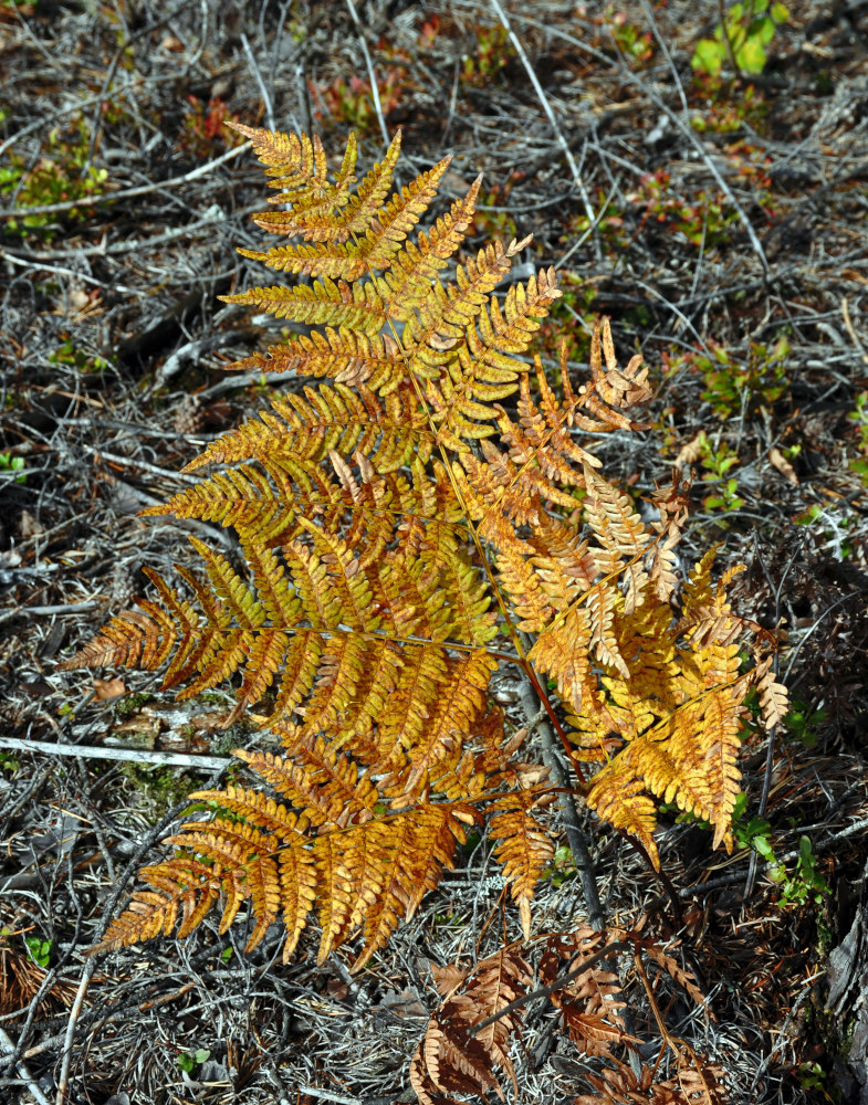 Изображение особи Pteridium pinetorum.