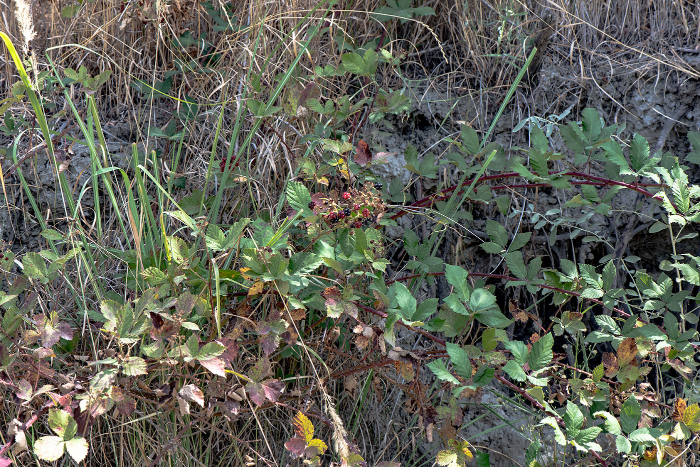 Image of Rubus sanctus specimen.