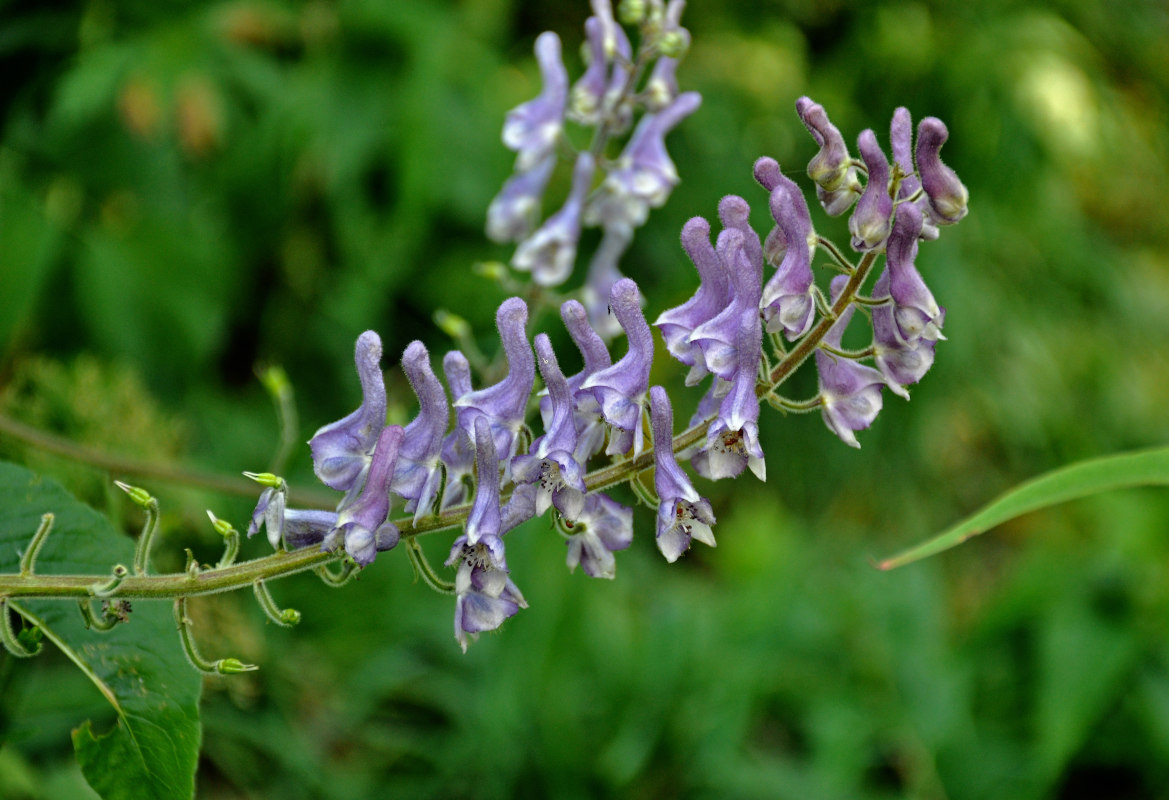 Image of Aconitum septentrionale specimen.