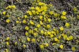 Potentilla acaulis