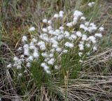 Trichophorum alpinum. Куртина плодоносящего растения. Окрестности Архангельска, болото. 7 июня 2010 г.