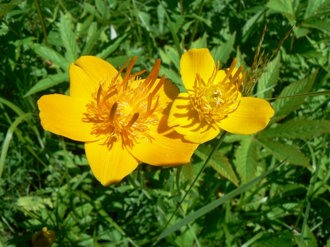 Image of genus Trollius specimen.