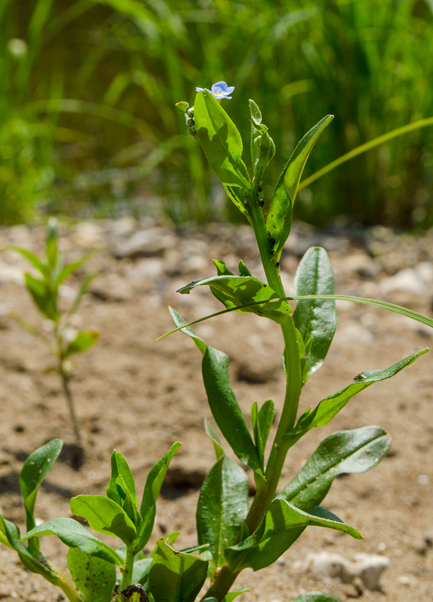 Изображение особи Myosotis palustris.