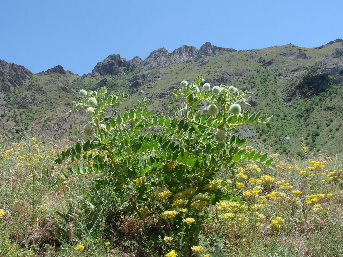 Image of Astragalus eximius specimen.