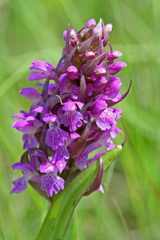 Изображение особи Dactylorhiza incarnata.