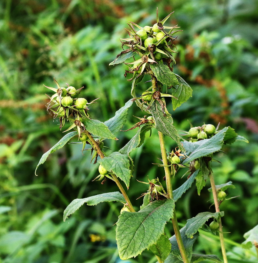 Image of Campanula latifolia specimen.